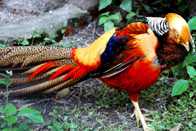 Colorful bird cloisonnism puzzle nature free wallpaper - medium preview image