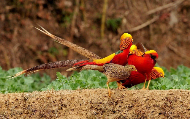 Birds dirt field forest grass free wallpaper - medium preview image