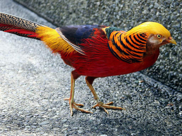 Colorful bird walking paved road free wallpaper - medium preview image