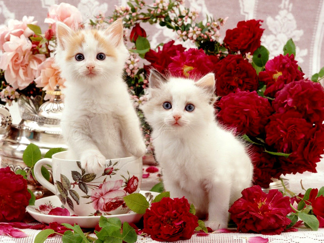 Kittens teacup roses vase flowers free wallpaper - medium preview image