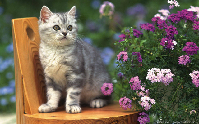 Kitten wooden chair flower garden free wallpaper - medium preview image