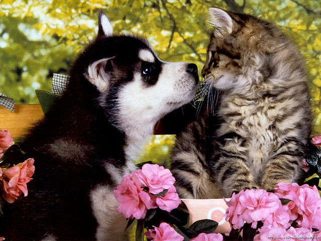 Cat dog bench touching face free wallpaper - medium preview image