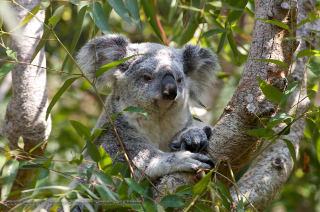 Koala sad tree looking camera free wallpaper - medium preview image