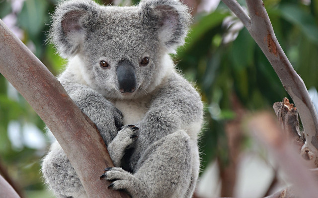 Koala crossing tree branch blurry free wallpaper - medium preview image