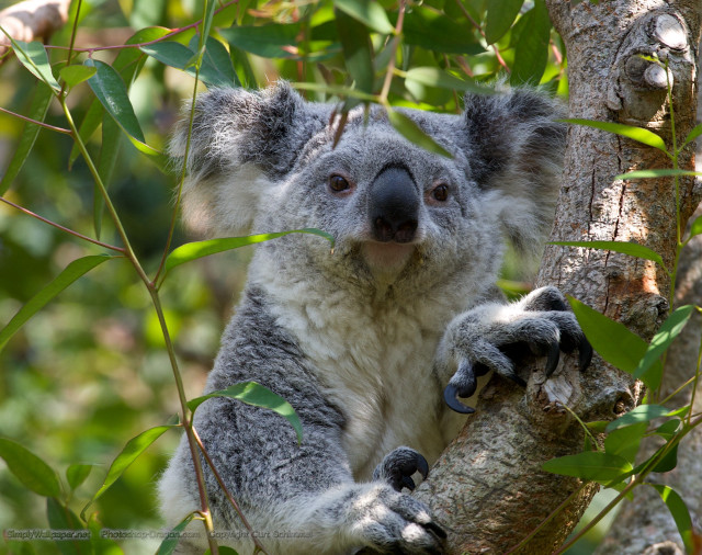 Koala bear sitting tree sad #2 free wallpaper - medium preview image