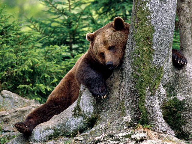Bear leaning tree woods nature free wallpaper - medium preview image