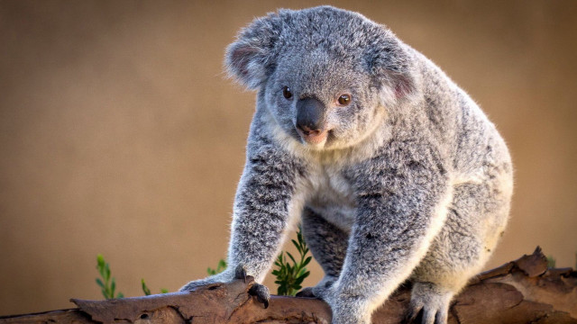 Koala sitting tree branch sad free wallpaper - medium preview image