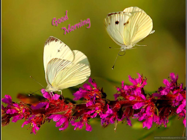 Two white butterflies pink flower free wallpaper - medium preview image