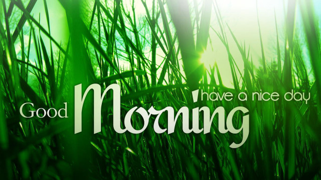 Green grass field good morning free wallpaper - medium preview image