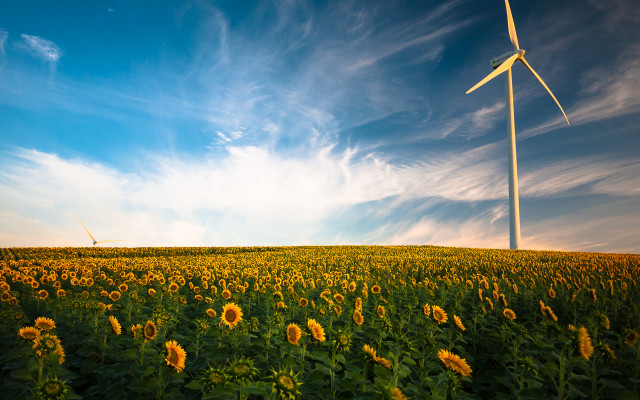 Sunflowers wind turbine blue sky free wallpaper - medium preview image