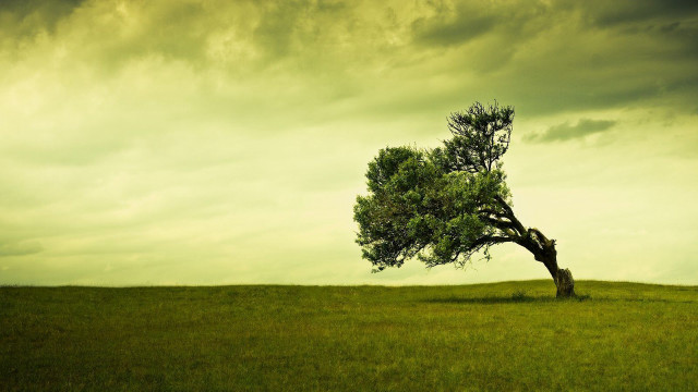 Lone tree grassy field cloudy #17 free wallpaper - medium preview image
