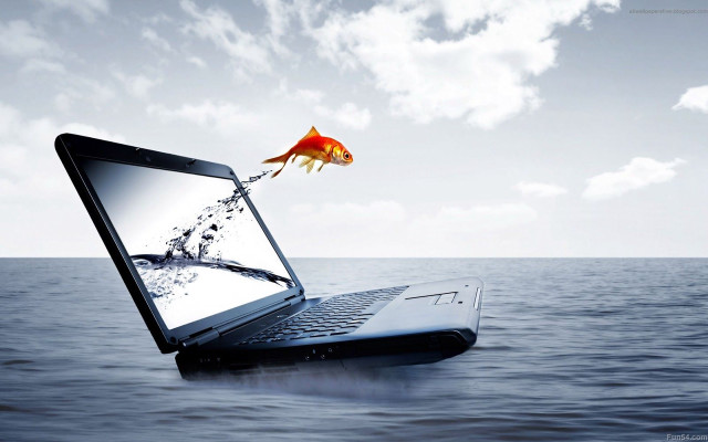 Laptop goldfish screen water sky free wallpaper - medium preview image