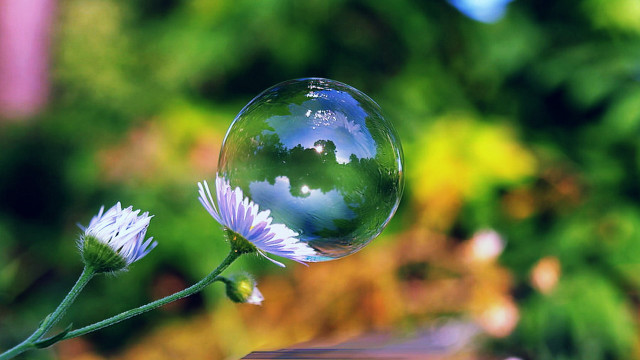 Flower reflection sky green leaf free wallpaper - medium preview image