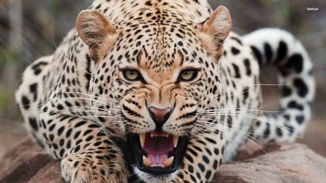 Leopard mouth open teeth wide free wallpaper - medium preview image
