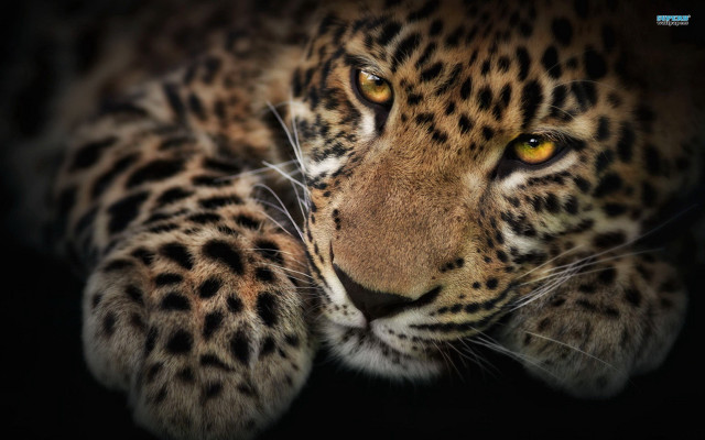 Leopard closeup yellow eye black free wallpaper - medium preview image