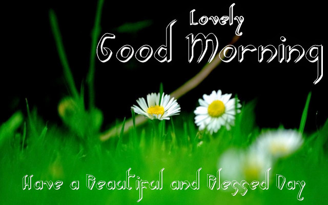 Daisies grass good morning message free wallpaper - medium preview image