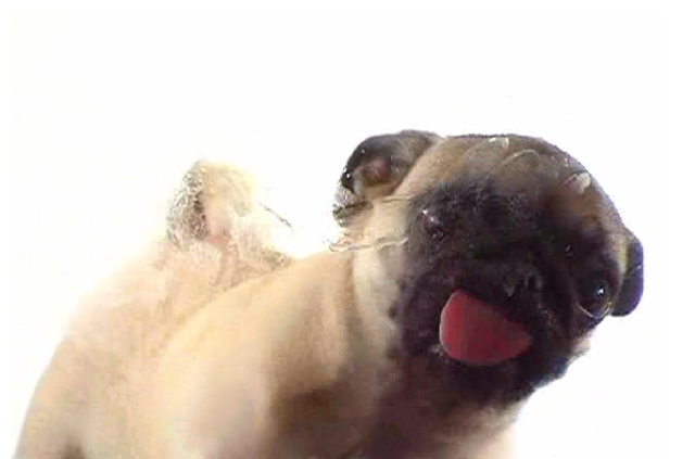Dog tongue out happy playful free wallpaper - medium preview image