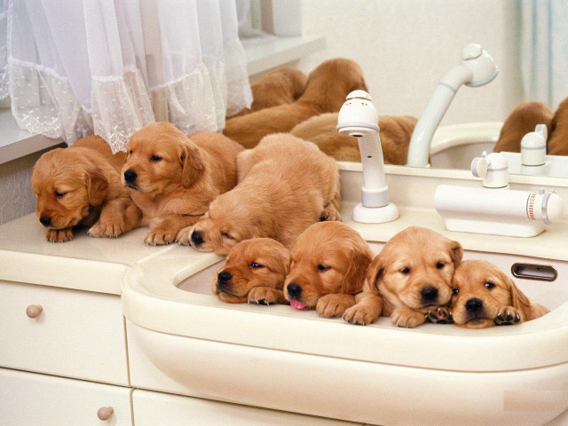 Puppies sink bathroom mirror group free wallpaper - medium preview image