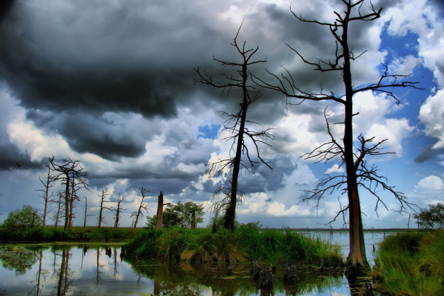 Swampy dead trees cloudy sky free wallpaper - medium preview image