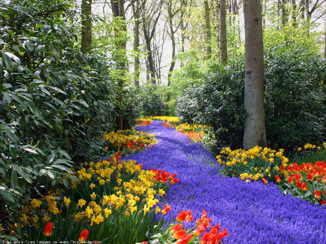 Flower path colorful forest autumn free wallpaper - medium preview image