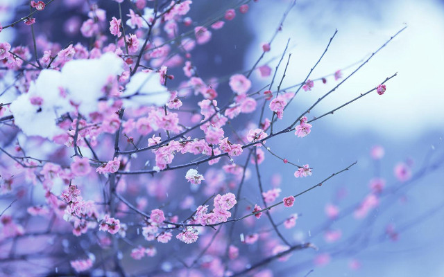 Tree pink flowers snow blue free wallpaper - medium preview image