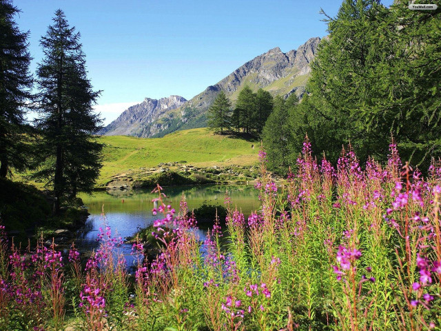 Mountain lake flowers forest sky #2 free wallpaper - medium preview image