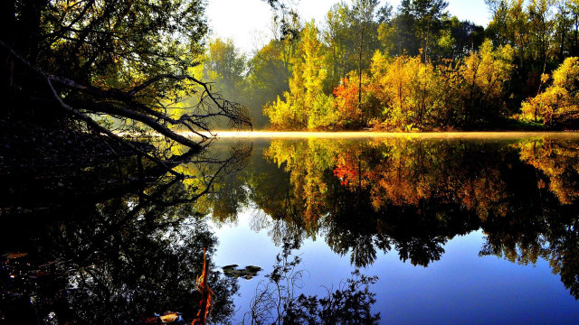 Lake trees forest leaves fog free wallpaper - medium preview image