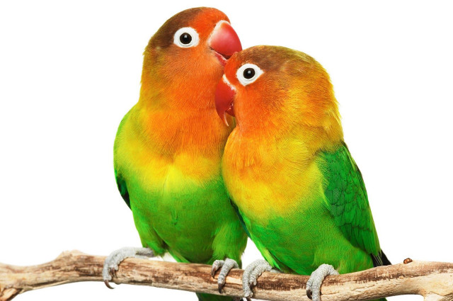 Colorful birds sitting branch eyes free wallpaper - medium preview image