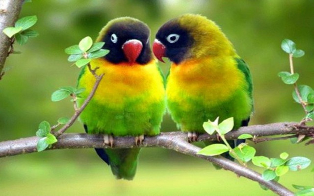 Colorful birds tree branch leaves free wallpaper - medium preview image