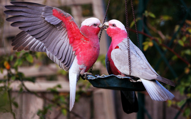 Two birds bird feeder touching free wallpaper - medium preview image