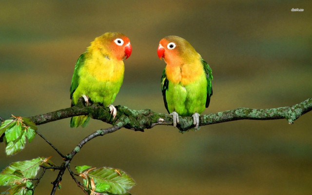 Colorful birds sitting branch leaves #2 free wallpaper - medium preview image