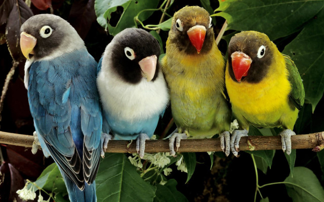 Birds branch leaves flowers tree #2 free wallpaper - medium preview image