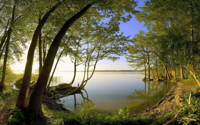 Lake trees grass forest water free wallpaper - medium preview image