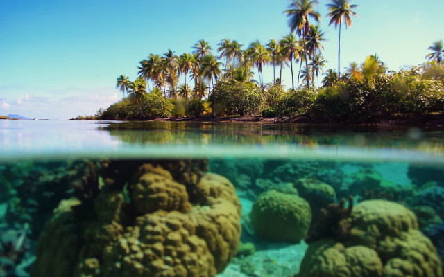 Coral reef palm trees tropical free wallpaper - medium preview image