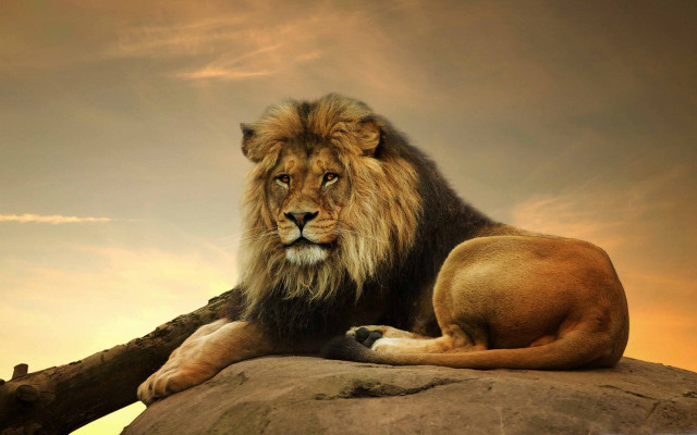 Lion lioness sunset rock sky free wallpaper - medium preview image