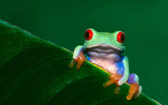 Red eyed frog leaf open free wallpaper - medium preview image