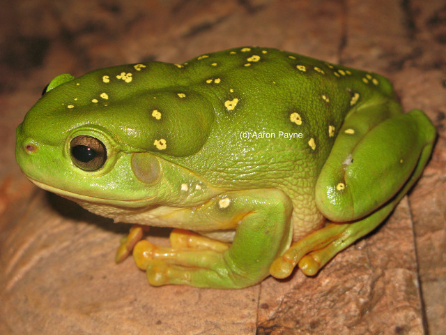 Green frog yellow spots rock #2 free wallpaper - medium preview image