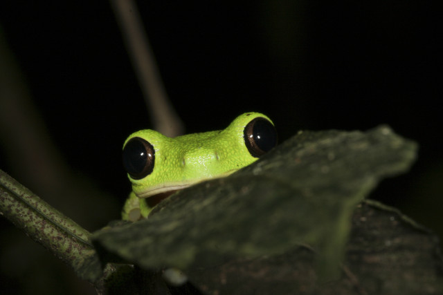 Green frog black eyes sitting #2 free wallpaper - medium preview image