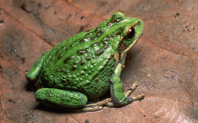 Green frog leaf ground illustration free wallpaper - medium preview image