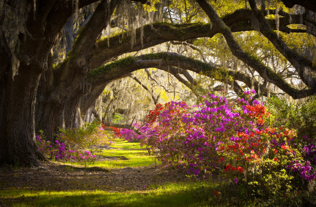Tree lined path flower canopy free wallpaper - medium preview image