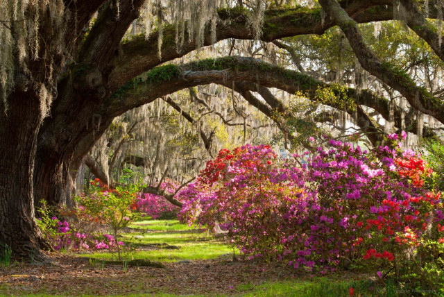 Tree lined path flower canopy #2 free wallpaper - medium preview image