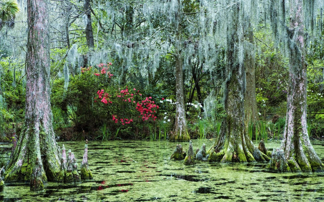 Swamp moss red flowers trees free wallpaper - medium preview image