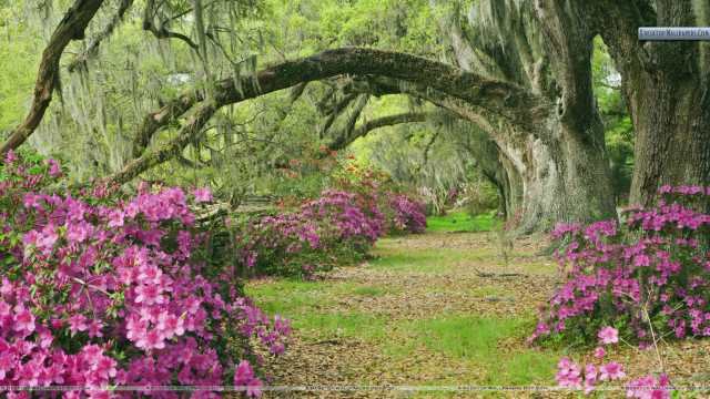 Forest path pink flowers mossy free wallpaper - medium preview image