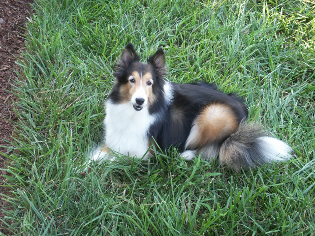 Sad dog grass looking up free wallpaper - medium preview image