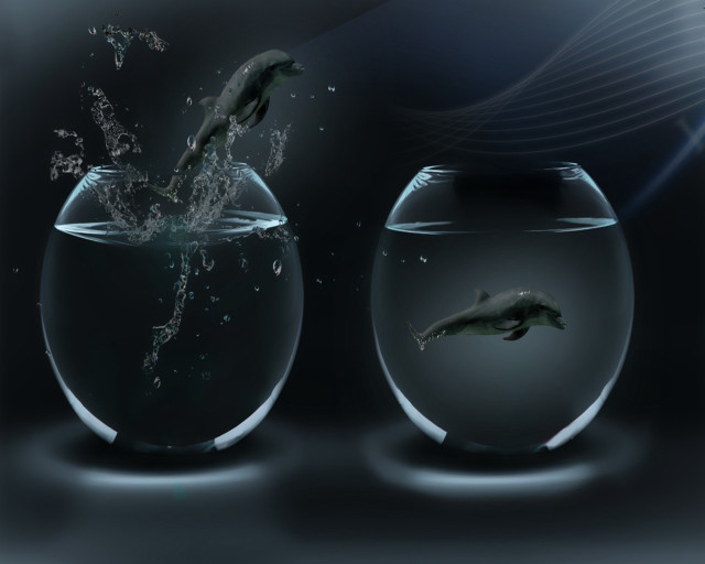 Fish jumping bowl water stomach free wallpaper - medium preview image