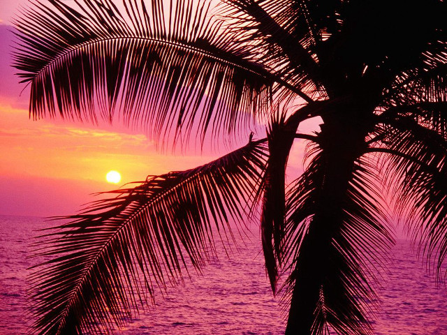 Palm tree silhouette sunset ocean #10 free wallpaper - medium preview image
