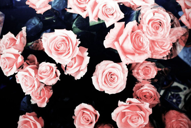 Pink roses bouquet black background #2 free wallpaper - medium preview image