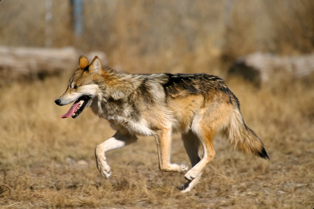 Wolf running field mouth open free wallpaper - medium preview image