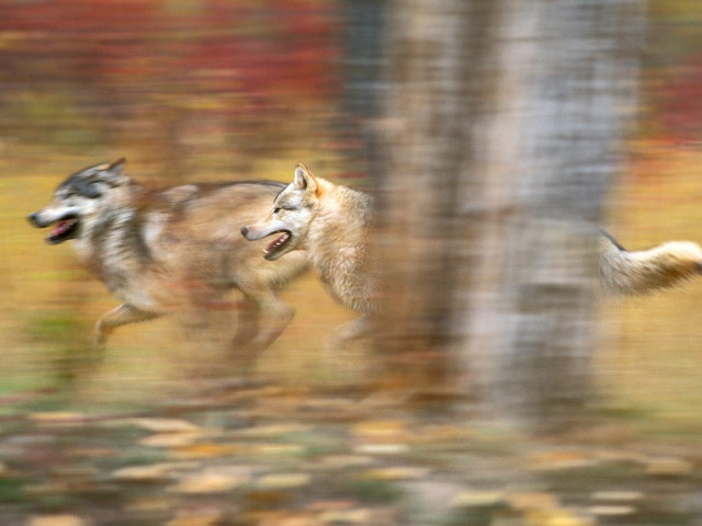 Two wolfs running forest fall free wallpaper - medium preview image