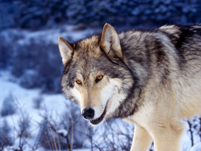 Wolf snowy field trees night free wallpaper - medium preview image